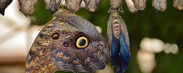 Papillon faisant sa mue