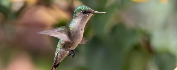 colibri