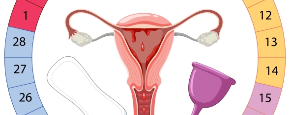 Cycle menstruel