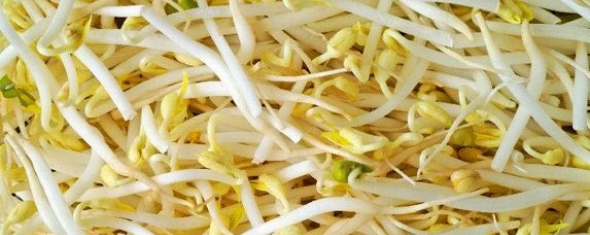 Cancer du sein et consommation alimentaire de phyto-estrogènes