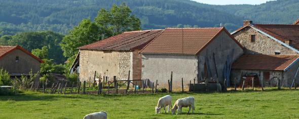 Vivre enfant en milieu rural diminuerait le risque de psoriasis
