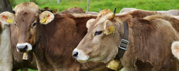 Vivre à la campagne protège de l'asthme