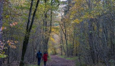 Promenade en forêt