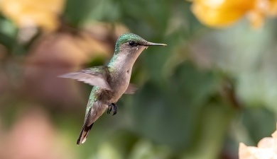 colibri