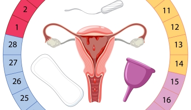 Cycle menstruel