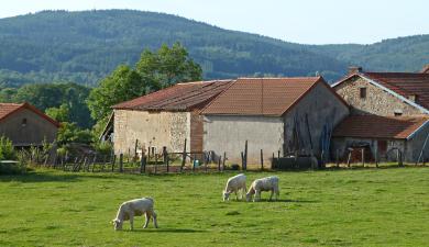 Vivre enfant en milieu rural diminuerait le risque de psoriasis