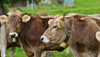 Vivre à la campagne protège de l'asthme